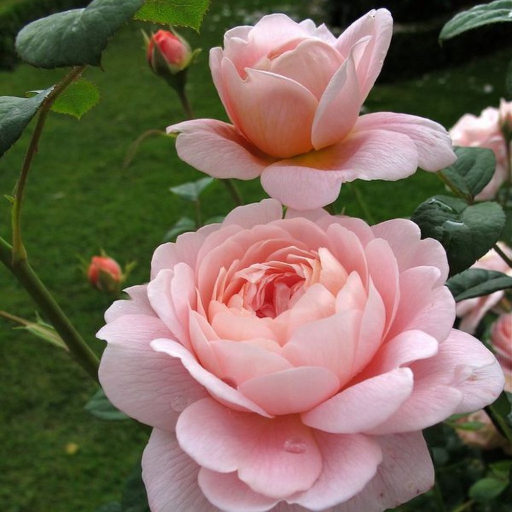 Meet your Posher, Blessing